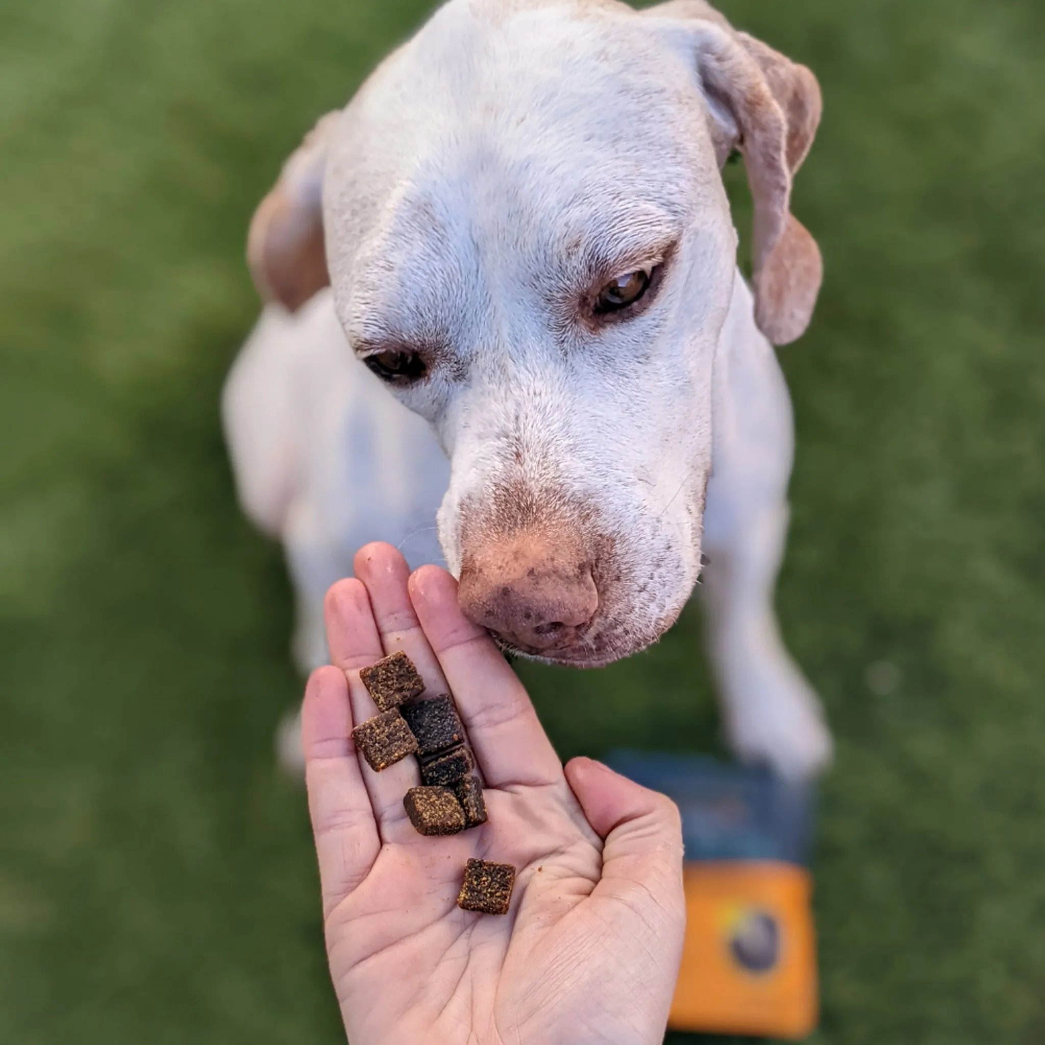 Jiminy's Chewy Treats for Dogs